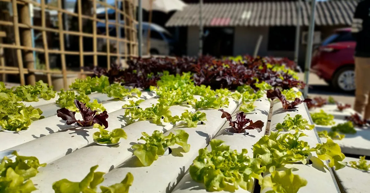 découvrez l'aquaponie, un système innovant combinant culture de plantes et élevage de poissons pour une agriculture durable et écologique.