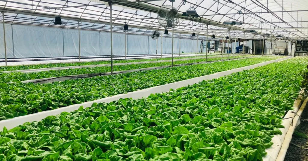 découvrez l'aquaponie, une méthode durable combinant aquaculture et culture hydroponique pour produire des aliments frais en harmonie avec la nature.