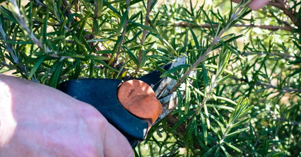 découvrez nos conseils et techniques efficaces pour l'élagage afin d'assurer la santé et la beauté de vos arbres et plantes.